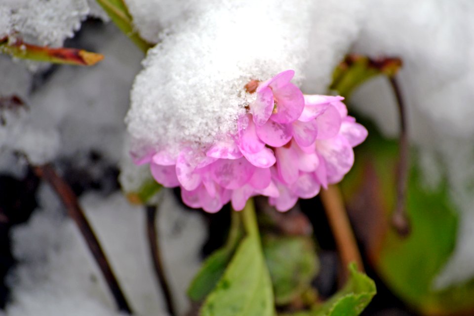 Flowers covered with snow