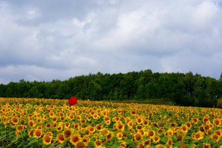 北竜町 ひまわりの里