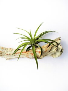 Bromeliaceae green home