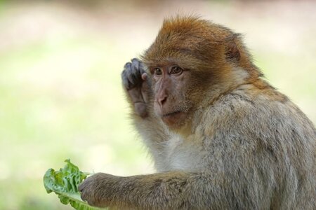 Barbary ape salem monkey mountain