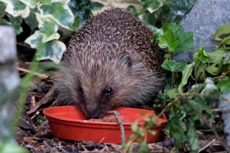 Garden Wildlife