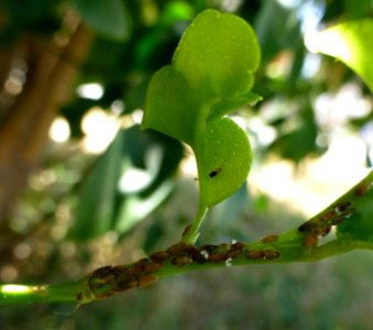 20120612-APIHS-USDA-0007