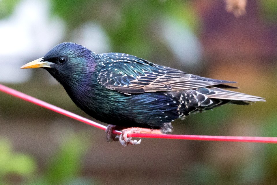 Garden Wildlife
