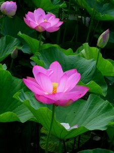 Lotus pink aquatic plant photo