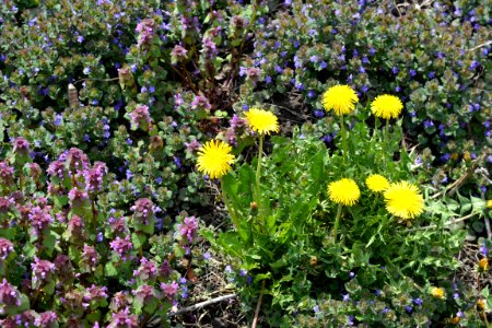 Dandelion photo