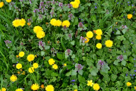Dandelion