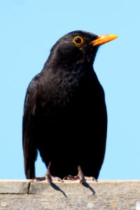 Garden Wildlife