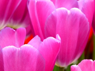 Tulips photo