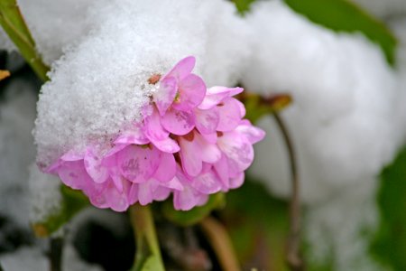 Flowers covered with snow