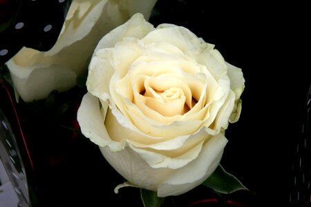 Rose white petals