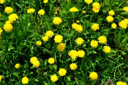 Dandelion