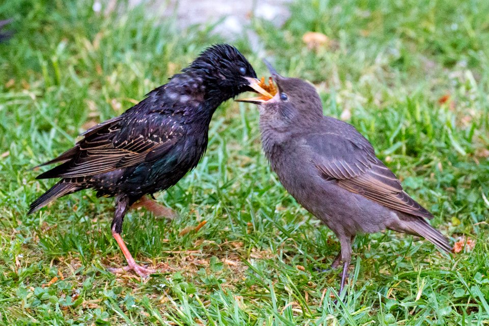 Garden Wildlife