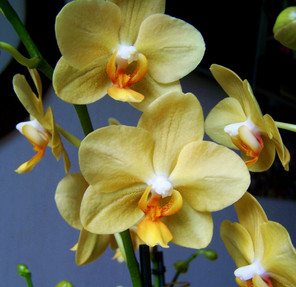 Orchid pale yellow flower room plant
