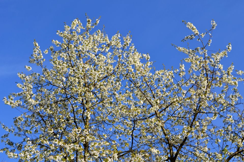 flowering trees