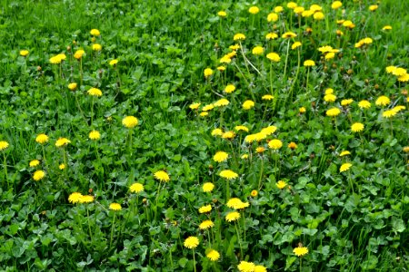 Dandelion