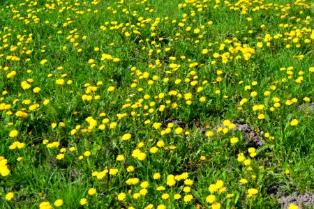 Dandelion