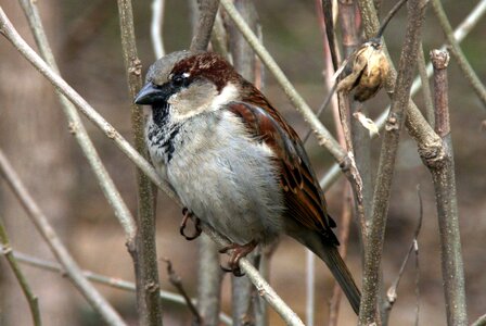 Sparrow tree birds