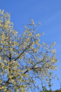 flowering trees