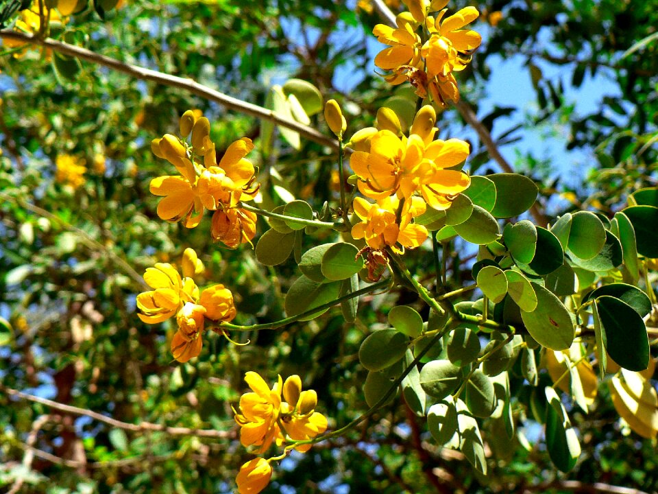 Yellow botany tropical flowers