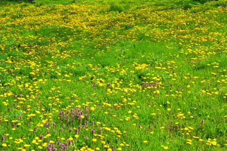 Dandelion