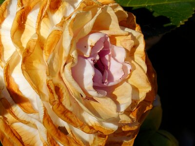 Garden blossom nature