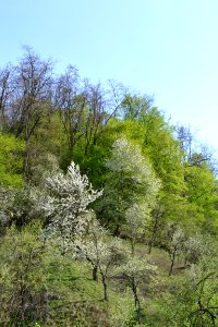 flowering trees