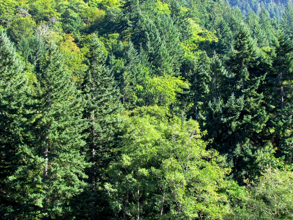 Hurricane Ridge at Olympic NP in WA