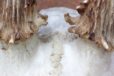 Hunting trophy retro red deer