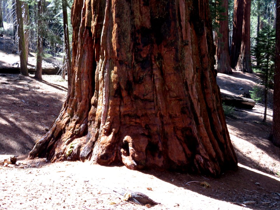 Kings Canyon NP in CA