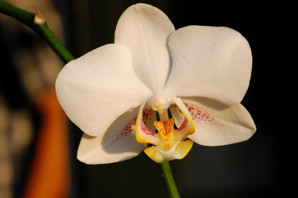 Nature botanical floral