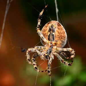 Araneus spider weaving