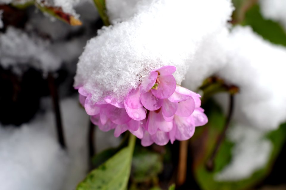 Flowers covered with snow