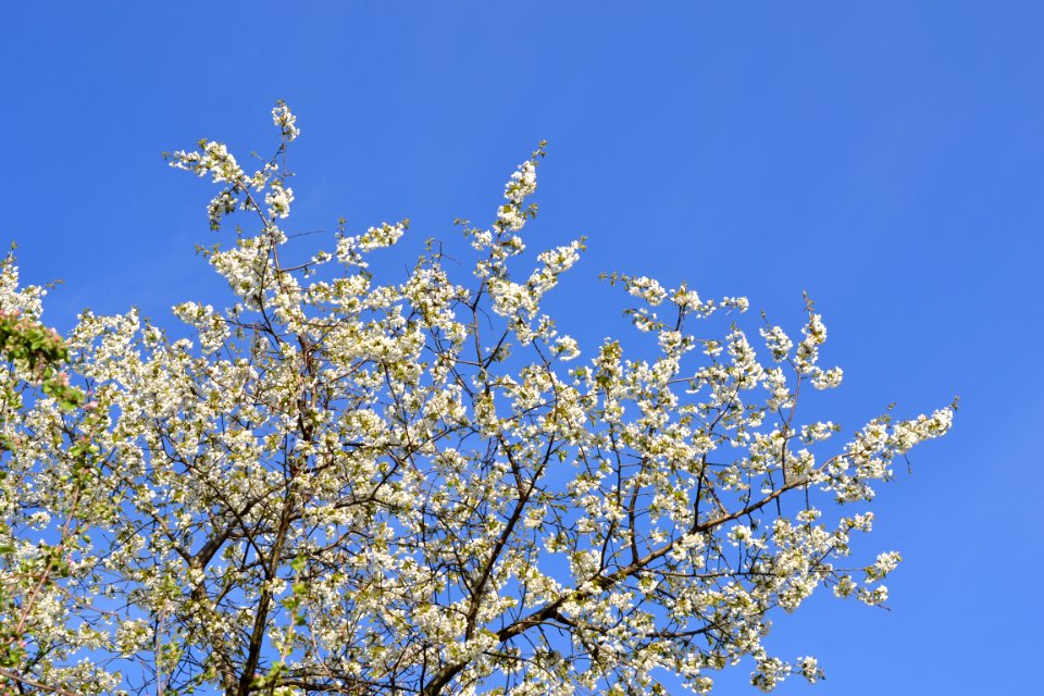 flowering trees