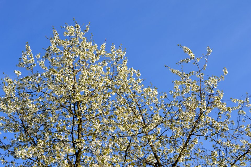 flowering trees