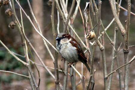 Sparrow tree birds photo