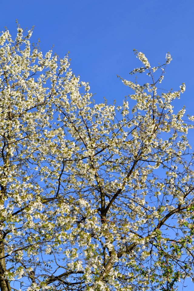 flowering trees