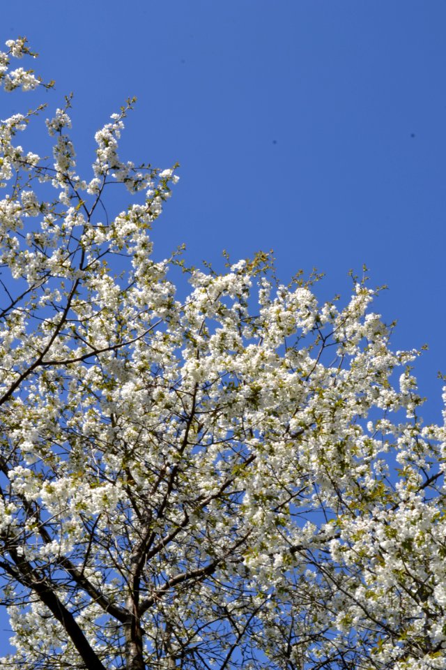 flowering trees photo