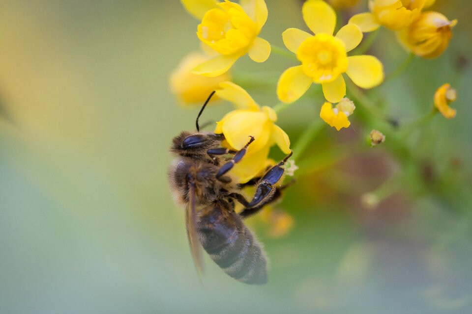 Insect macro pollen