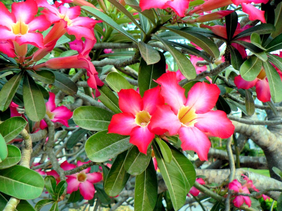 Viet nam booed fragrant pink flower
