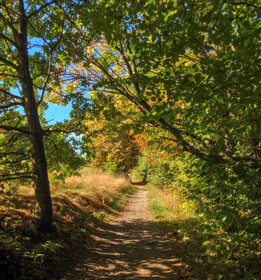 Trees leaves landscape