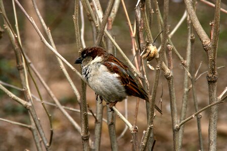 Sparrow tree birds