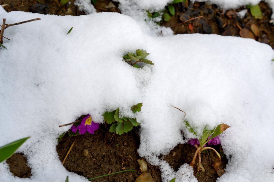 Flowers covered with snow