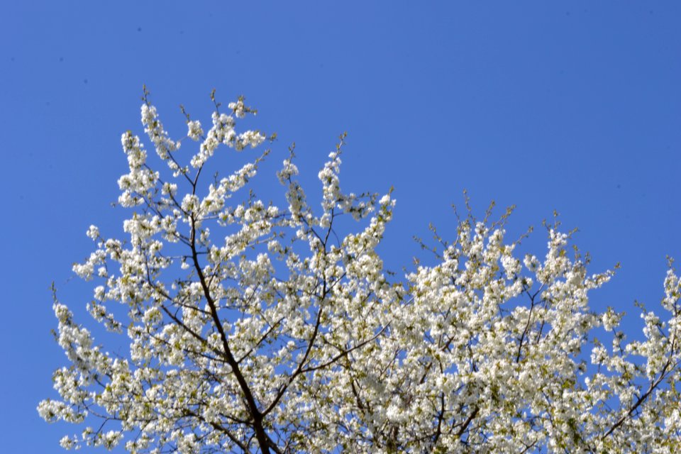 flowering trees