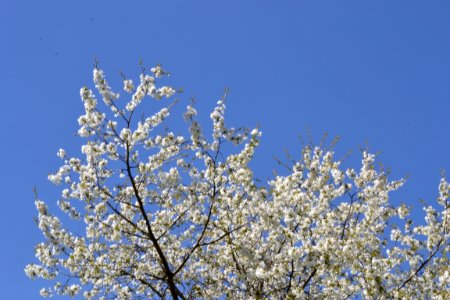 flowering trees photo