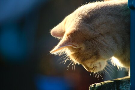 Breed cat moustache tiger cat photo