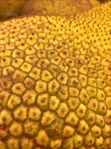 Jackfruit Closeup