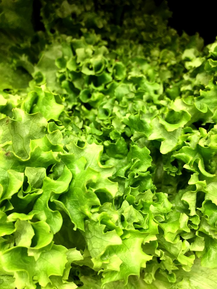 Leafy Green Lettuce