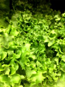 Leafy Green Lettuce photo