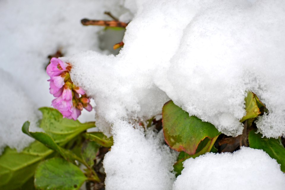 Flowers covered with snow
