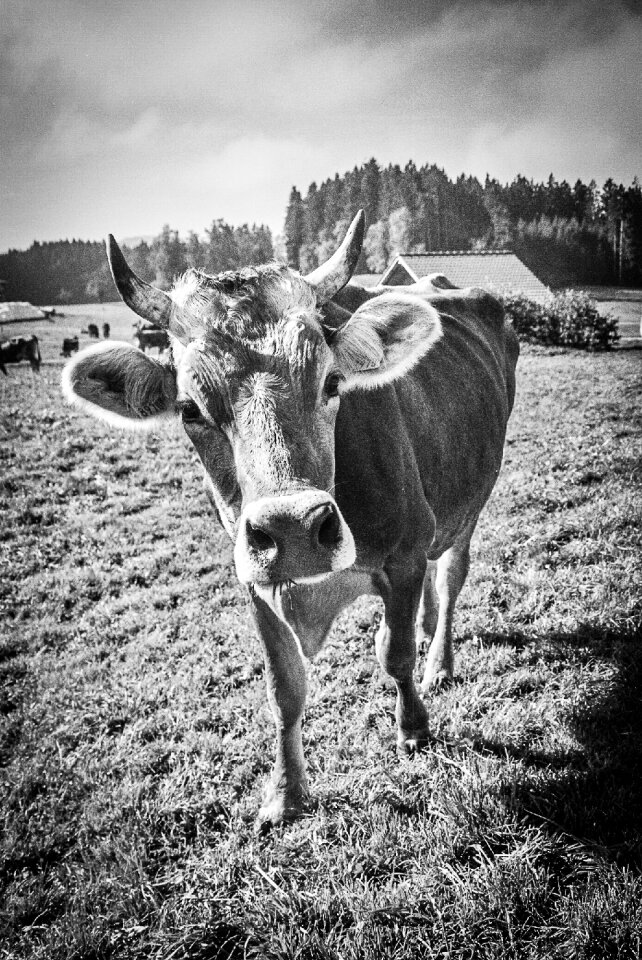 Cow portrait black and white